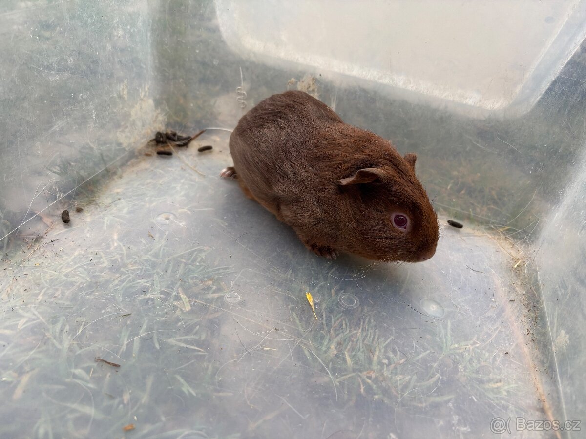 Cuy morče samec 1A - 2