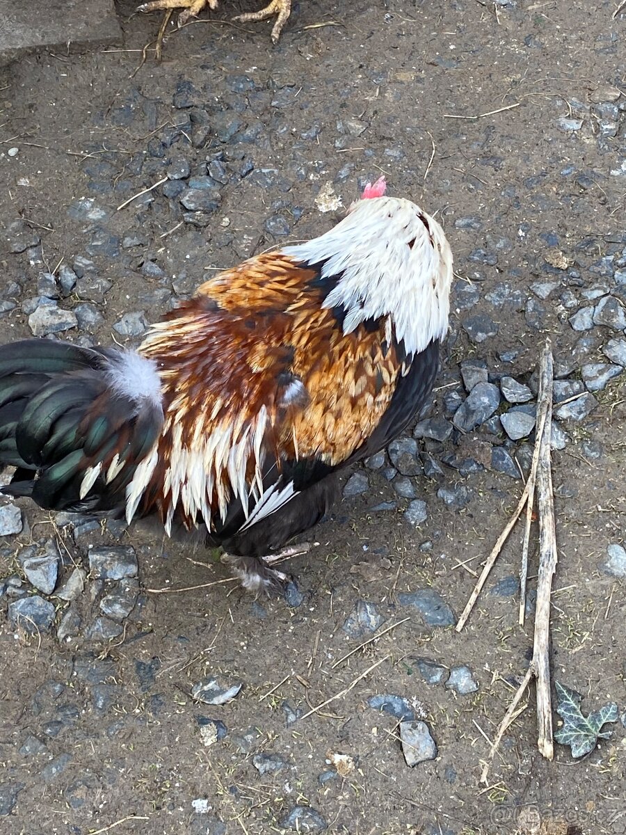 Faverolka zdr. - kohouti - 2