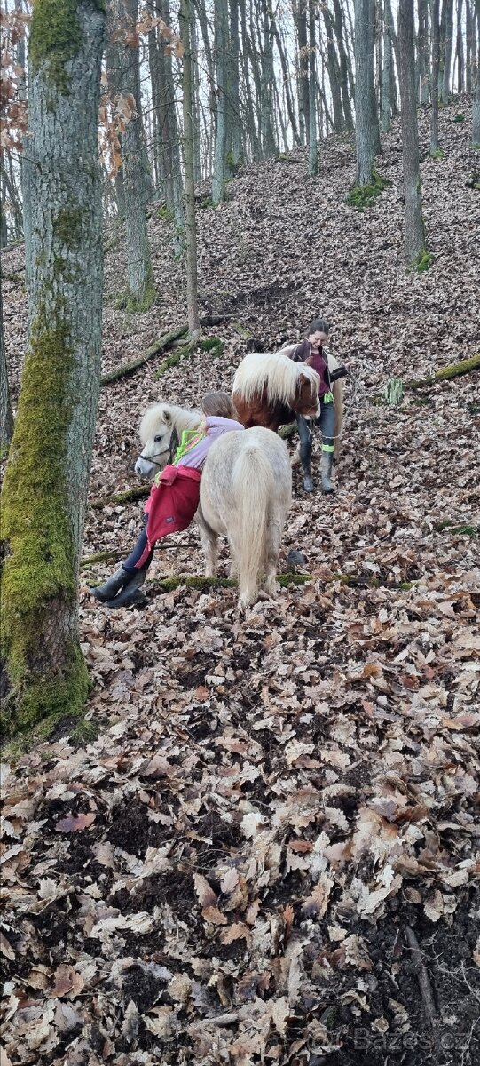 3 lety valach minihorse - 2