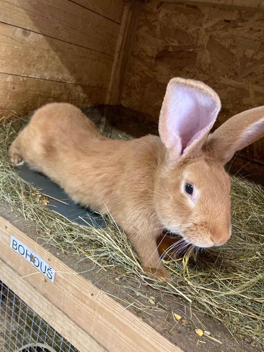 Burgundsky kralik - 2