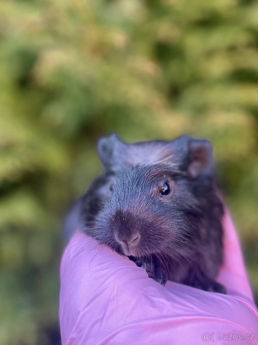 Morčata na prodej - 2