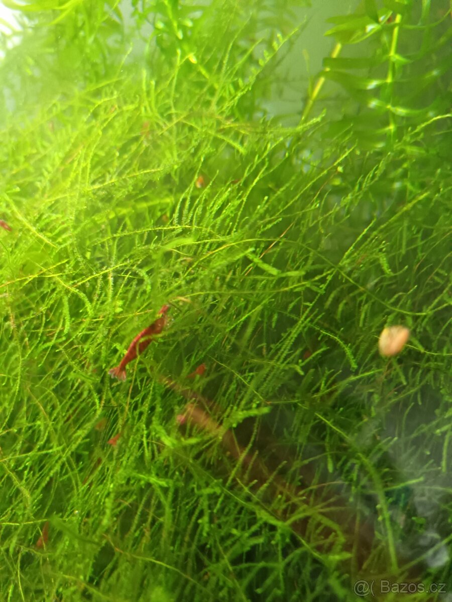 Neocaridina davidi Bloody Mary - 2