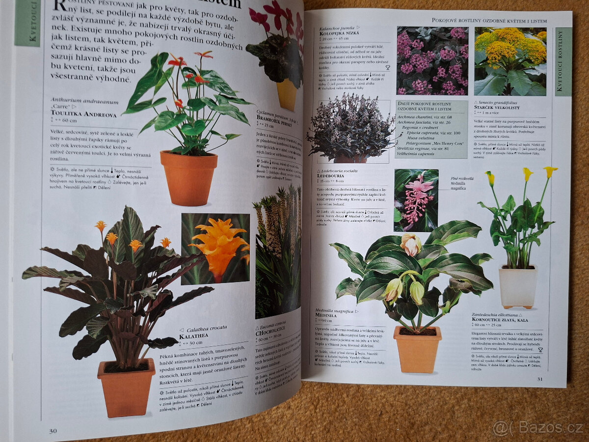 Rostliny v interiéru - 2