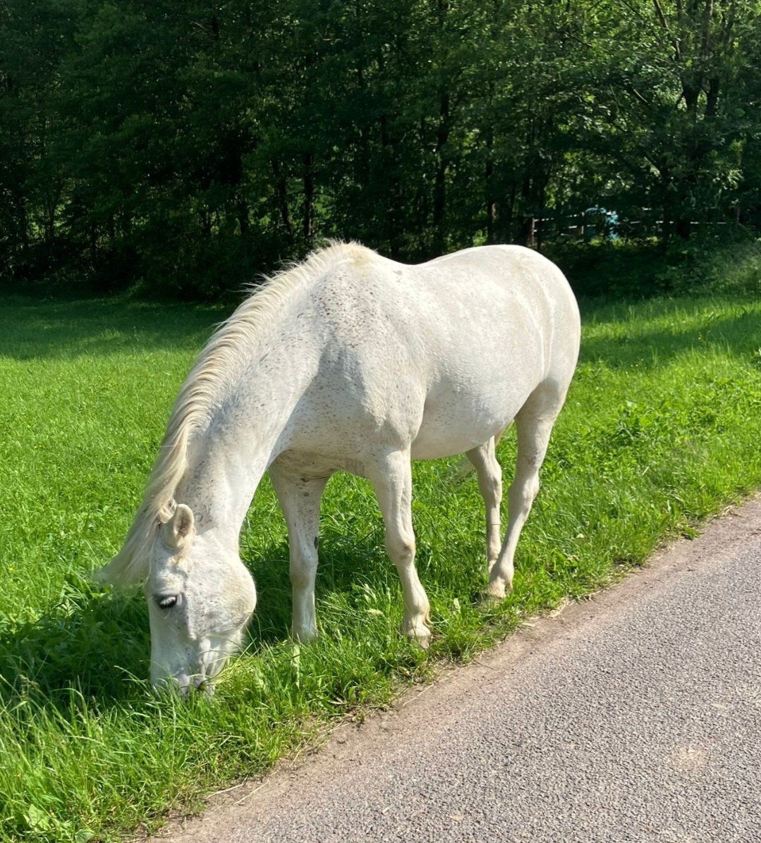 Pony, Cipísekek, 10 let 135cm ❤️🐎 - 2