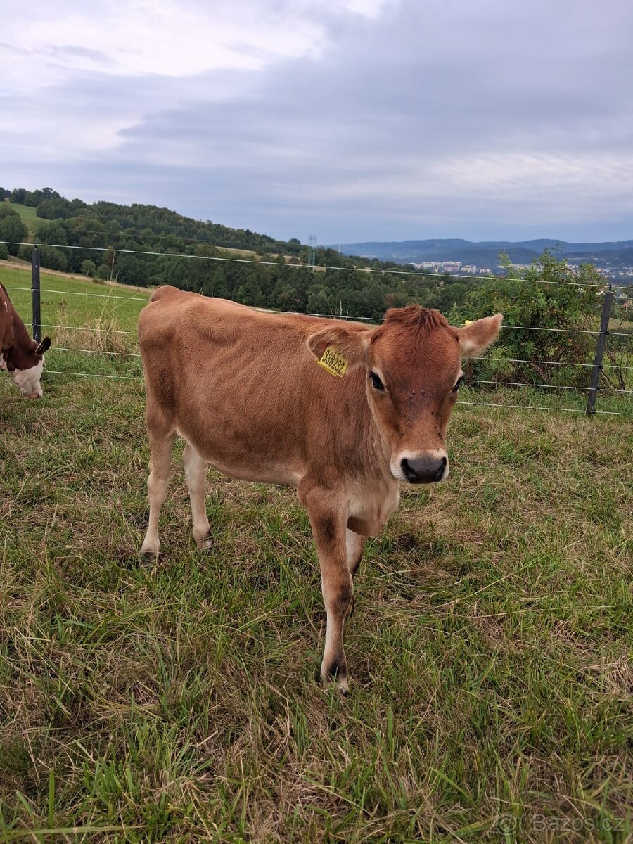 Jalovice jersey - 2