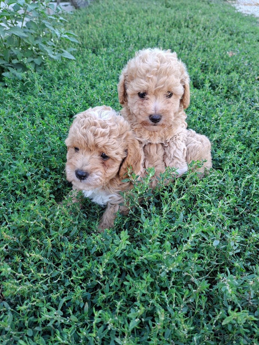 Mini maltipoo, maltipo - 2
