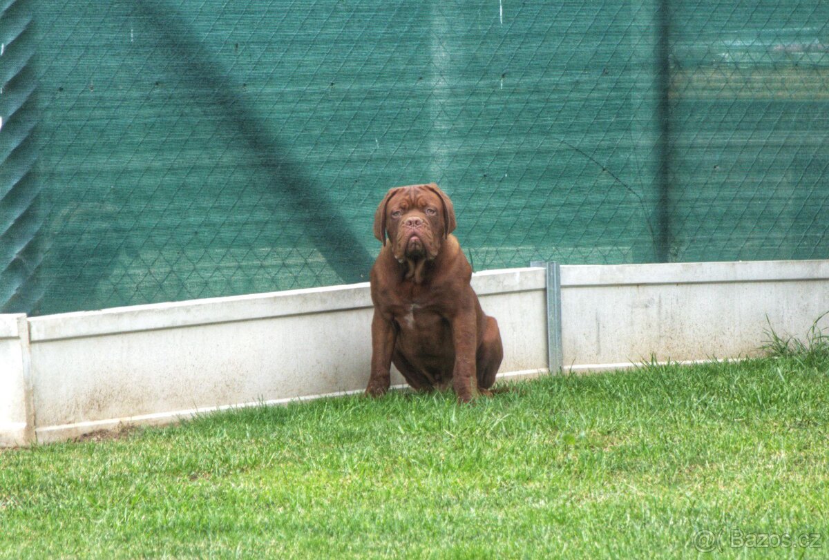 Dogue de Bordeaux, Bordeauxska doga, Bordo doga - 2