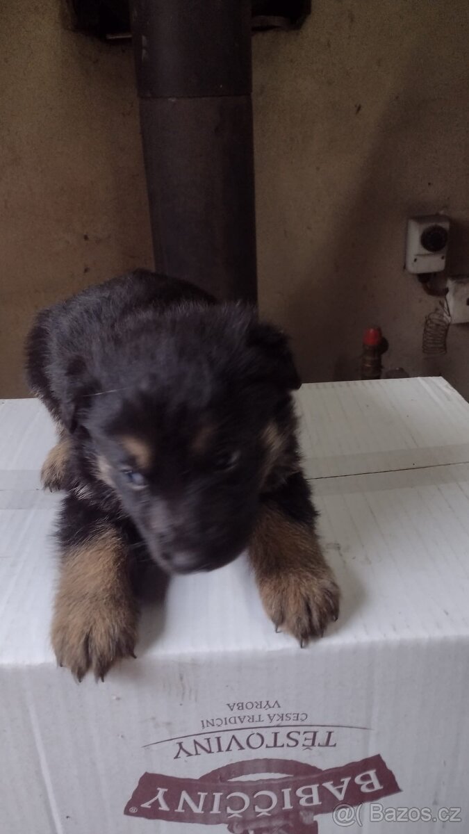 štěňata německého ovčáka - 2