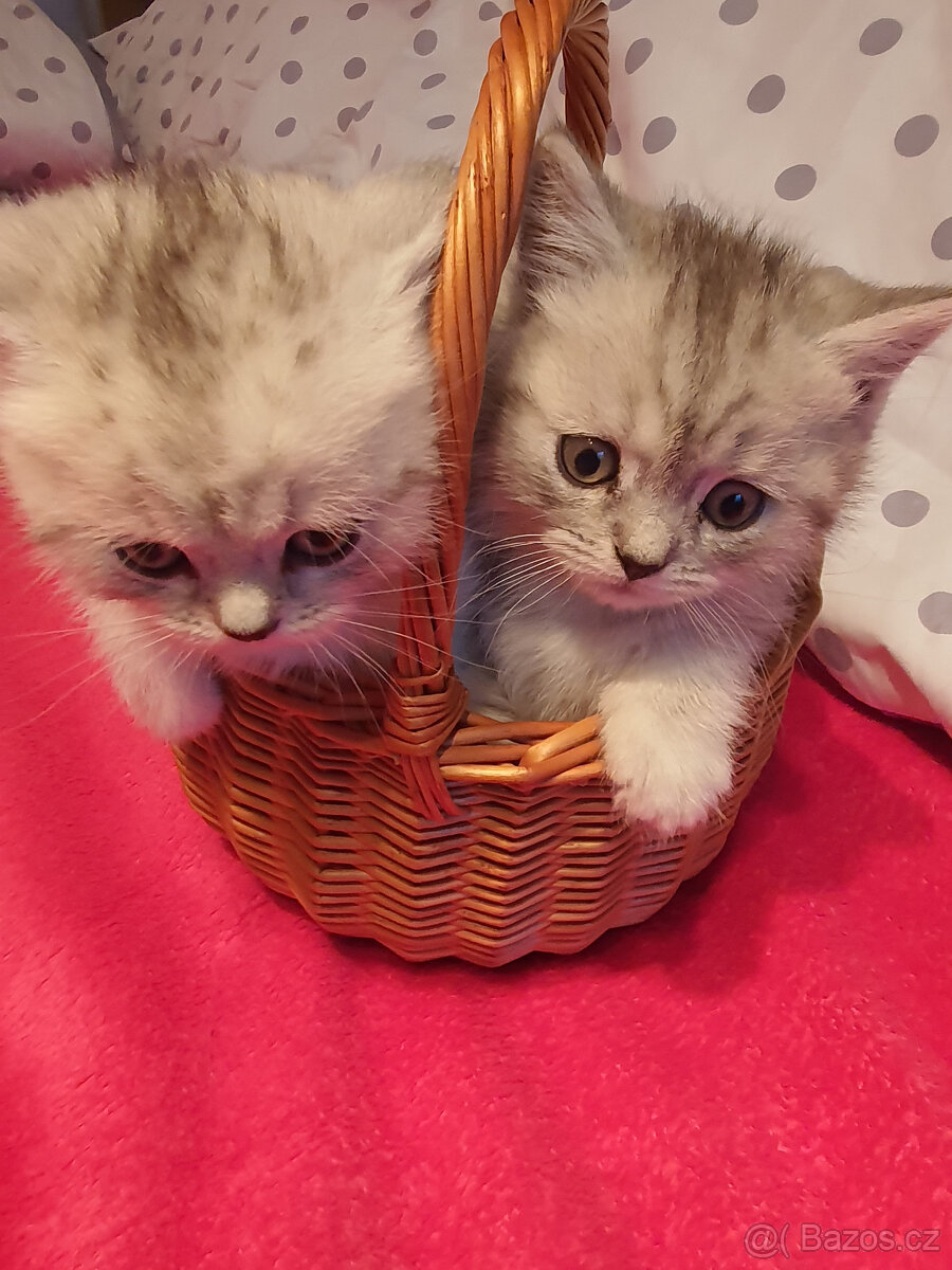Prodám kotata - 2
