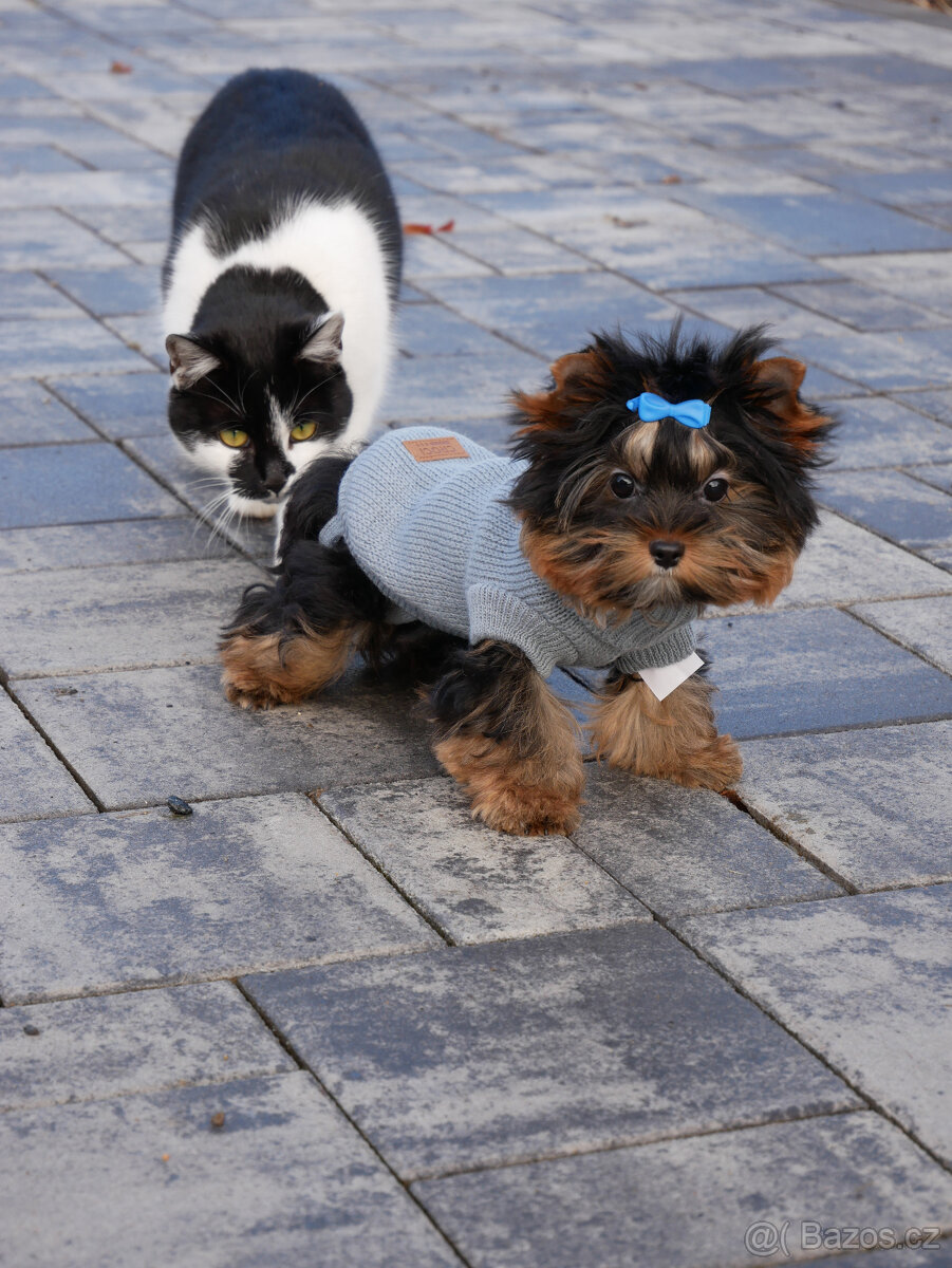 Jorkšírský teriér - spaltbiewer - 2