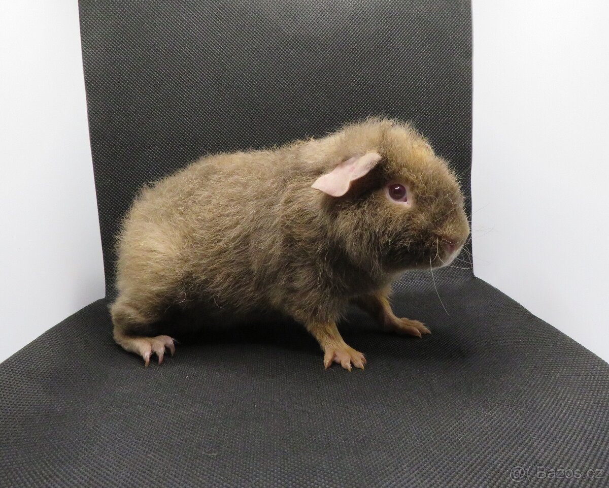 Morče, morčátko US Teddy, hladké - 2