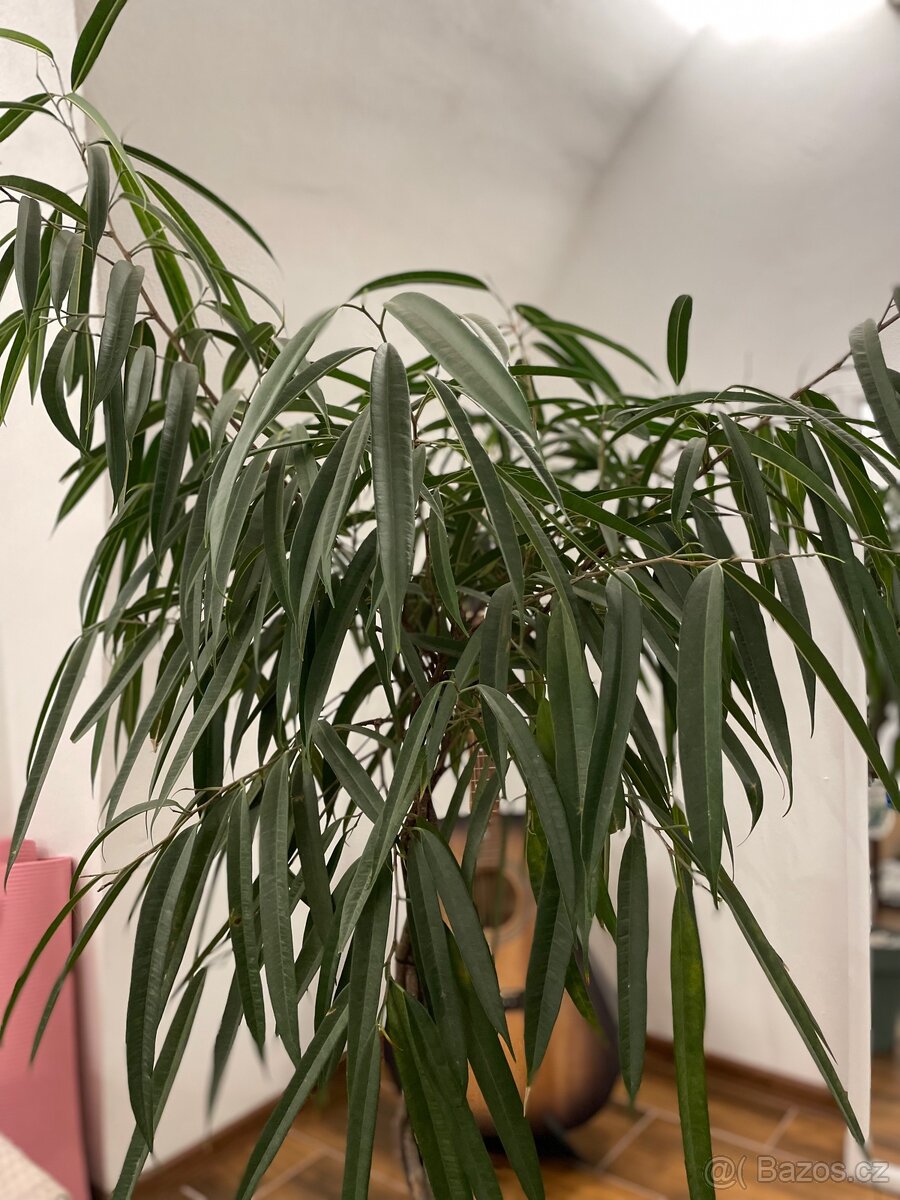 Ficus Mahori(Hydroponia) - 2