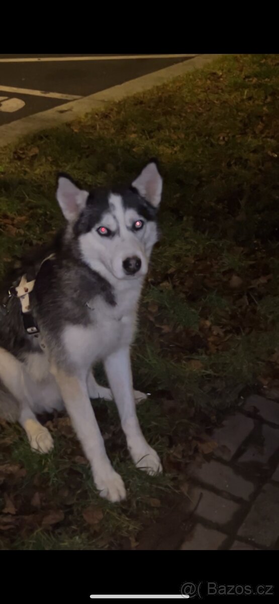 Pes husky - 2