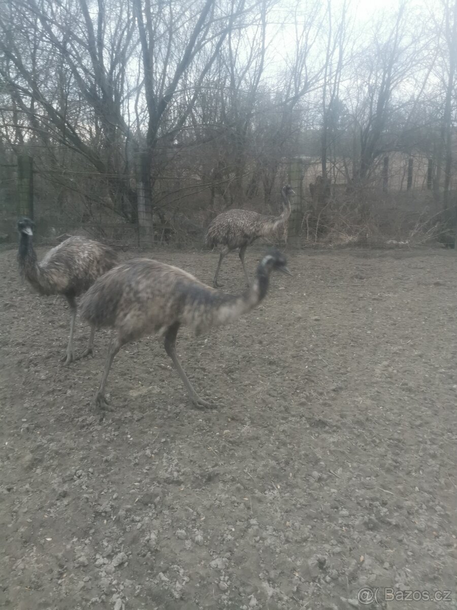 Prodám pstros emu - 2