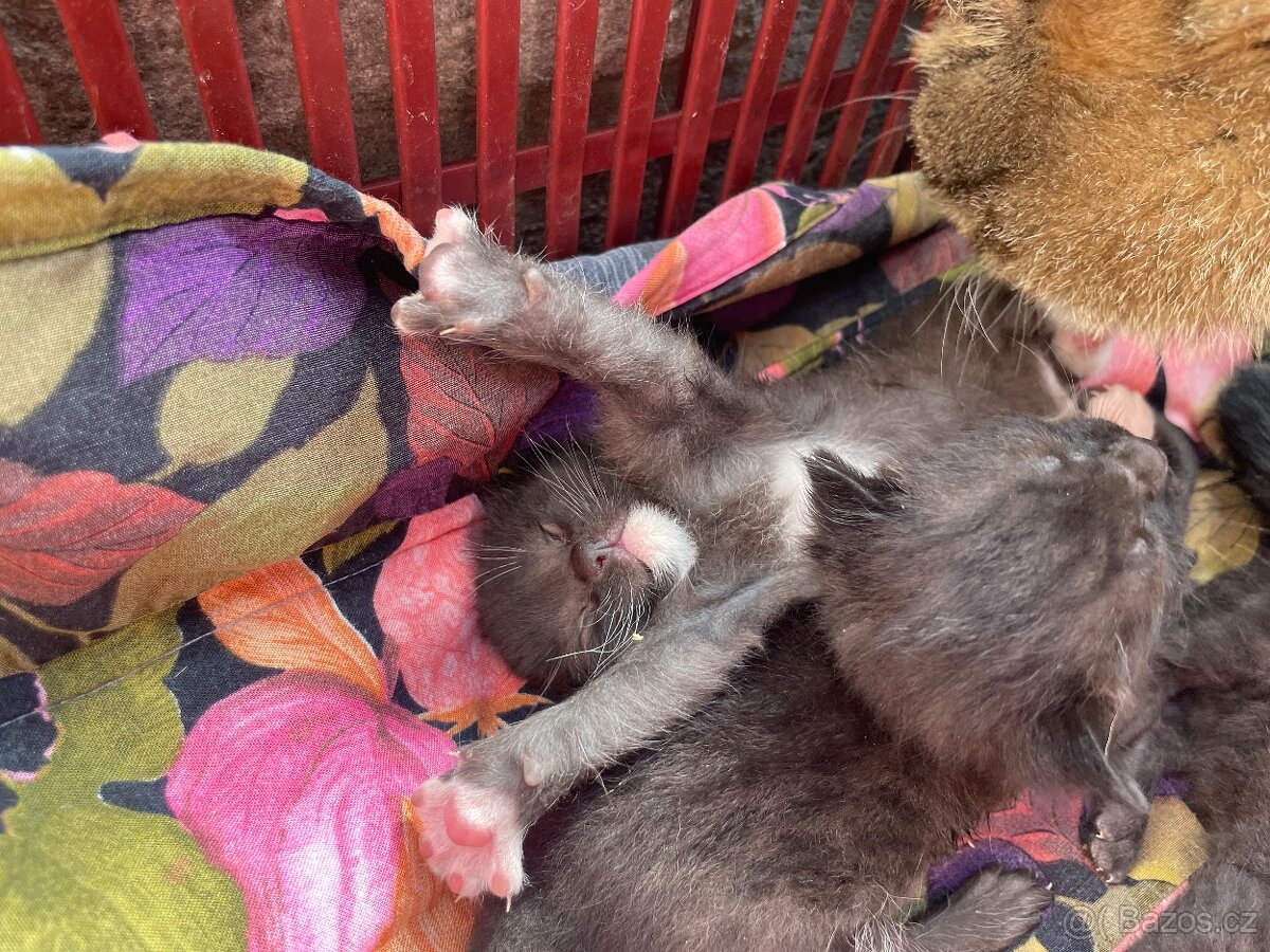 Koťata černá - 2