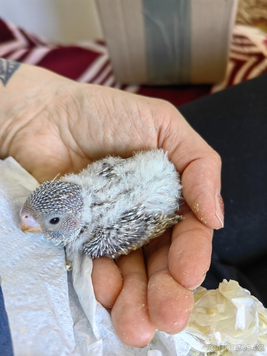 Andulka vlnkovaná - ručně dokrmená - 2