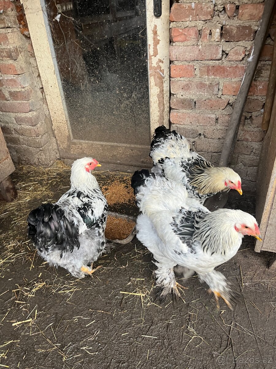 Brahmanka velká - 2