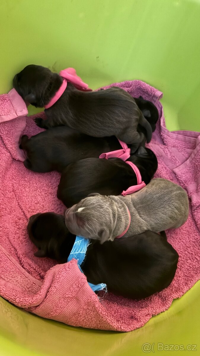 Štěňata - 2