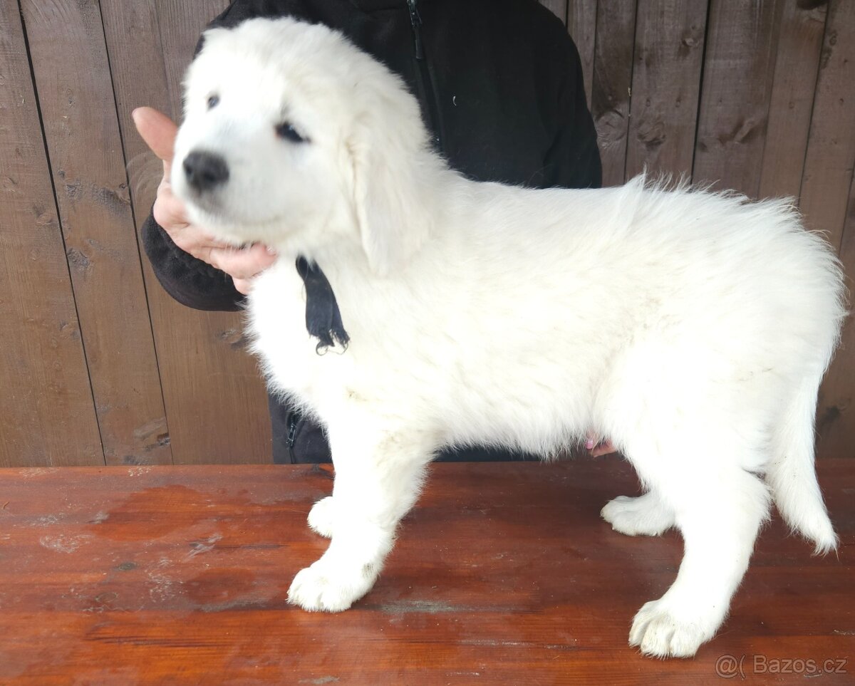 Slovenský čuvač - 2