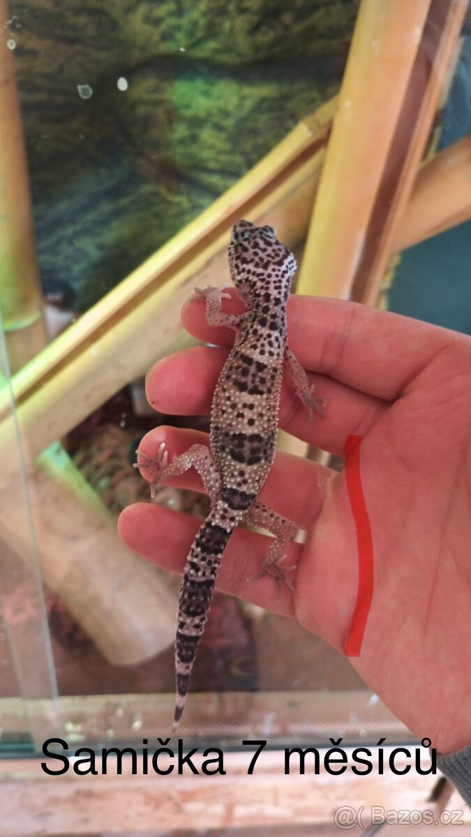 Gekončík noční - 2