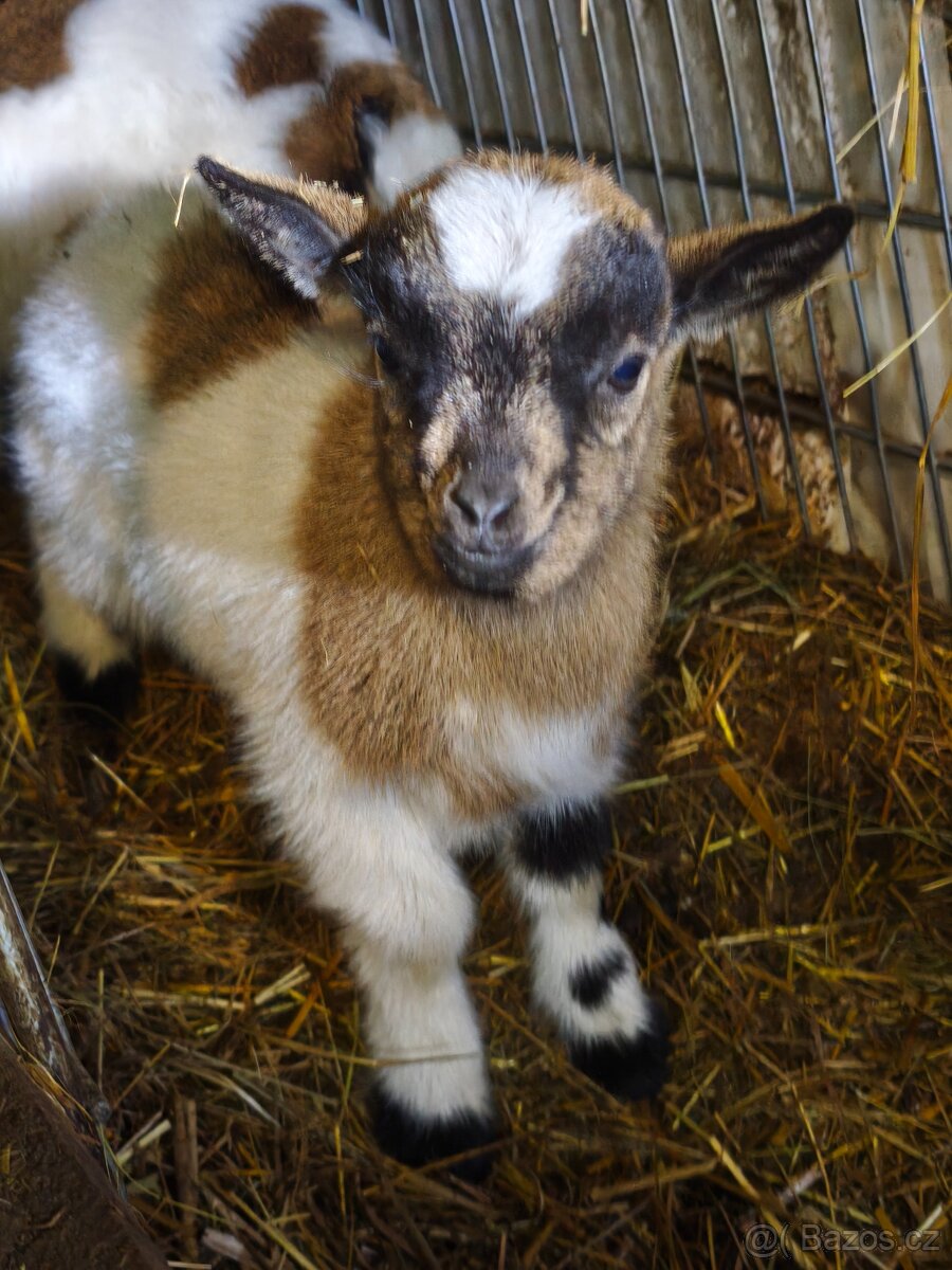 Holandská zakrslá koza - 2