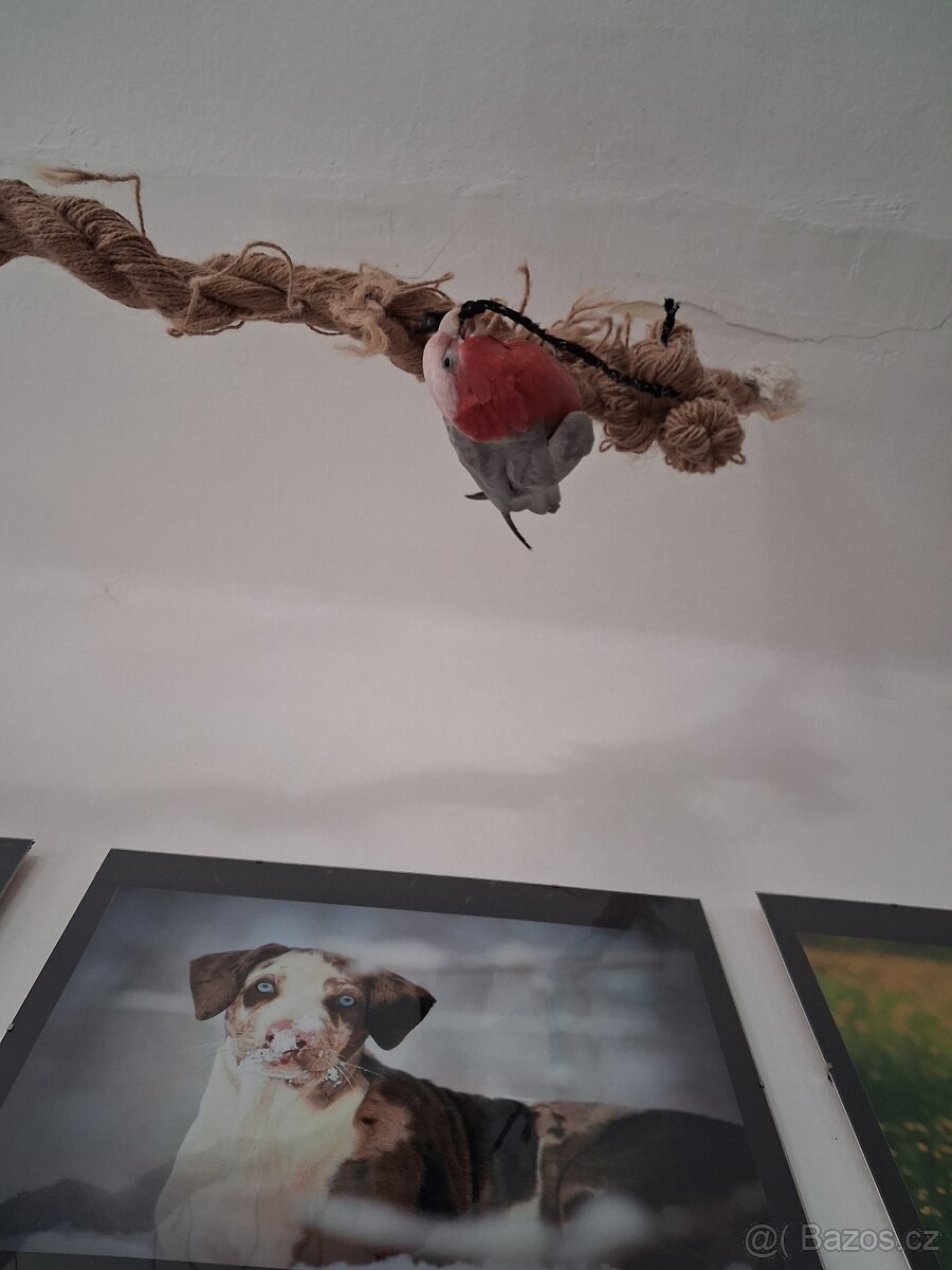 Kakadu růžový - 2