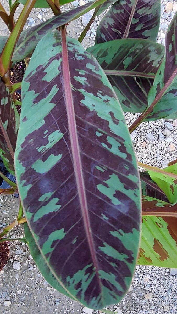 Banánovník Zebrina - 2