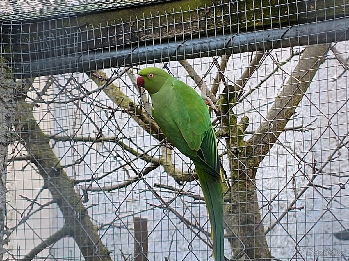 Alexandr malý - samice r.2024 - 2