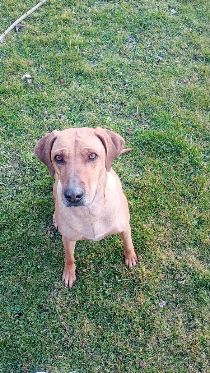 Hledám krytí pro fenu - ridgeback - 2