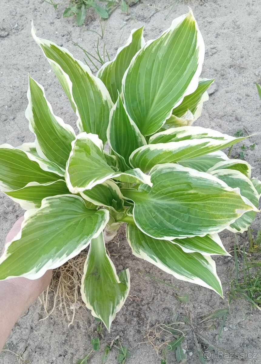 Hosta- bohyška - 2