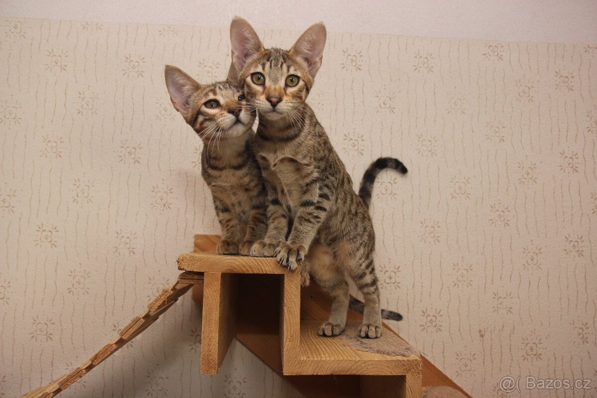 Savannah kotatka F5 - 2