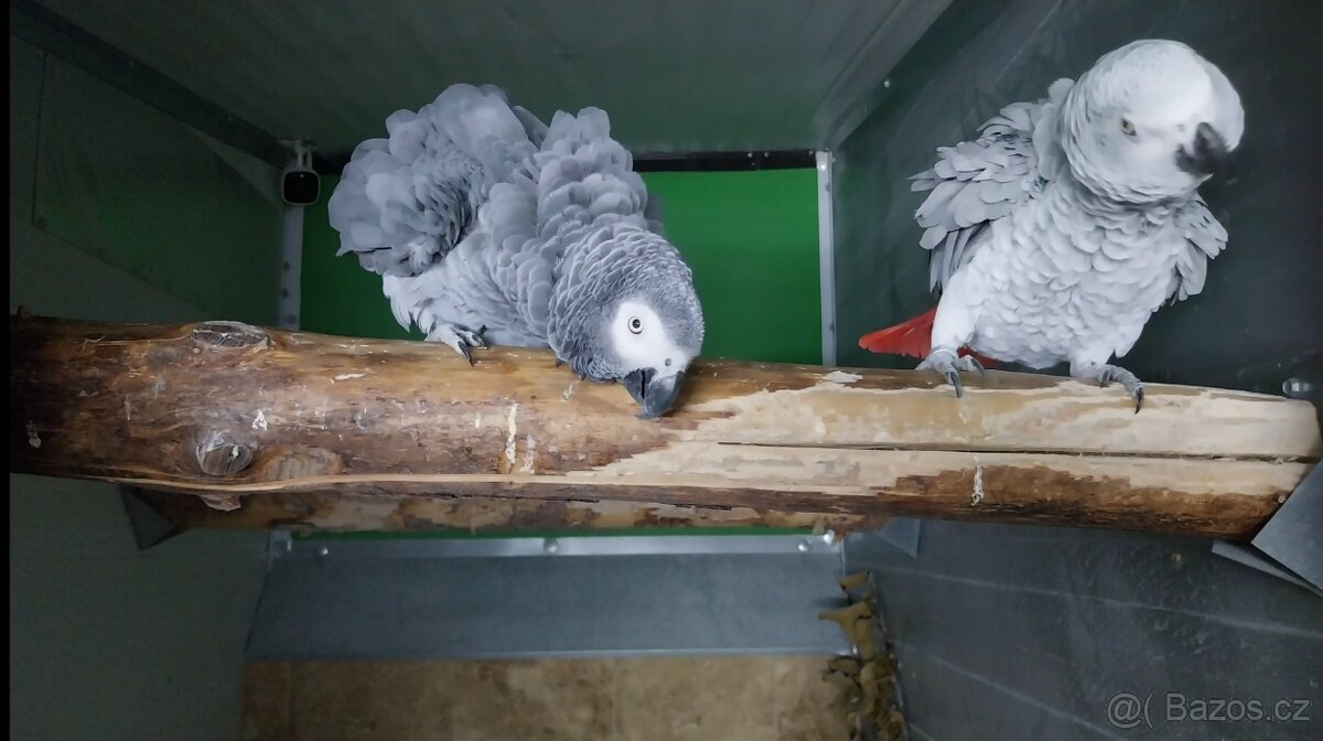 1.1. Žako Kongo,1.1.Pap.Senegálský,Amazonek Bělobřichý - 2