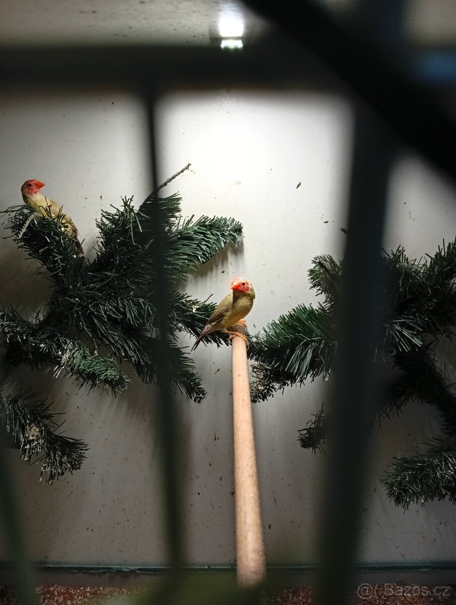 Astrild rakosní, rakosnik - 2