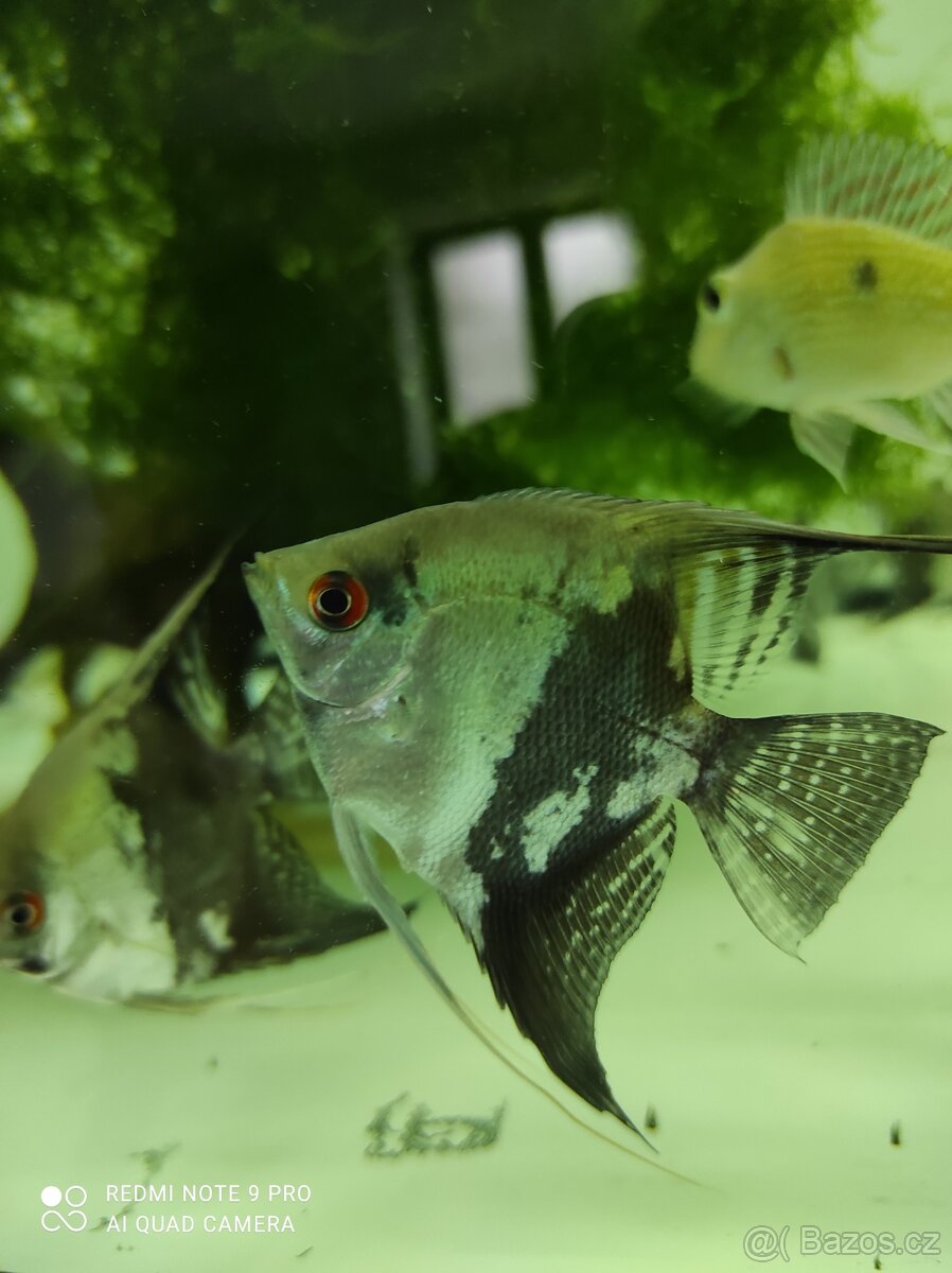 Skalár blue map - 2