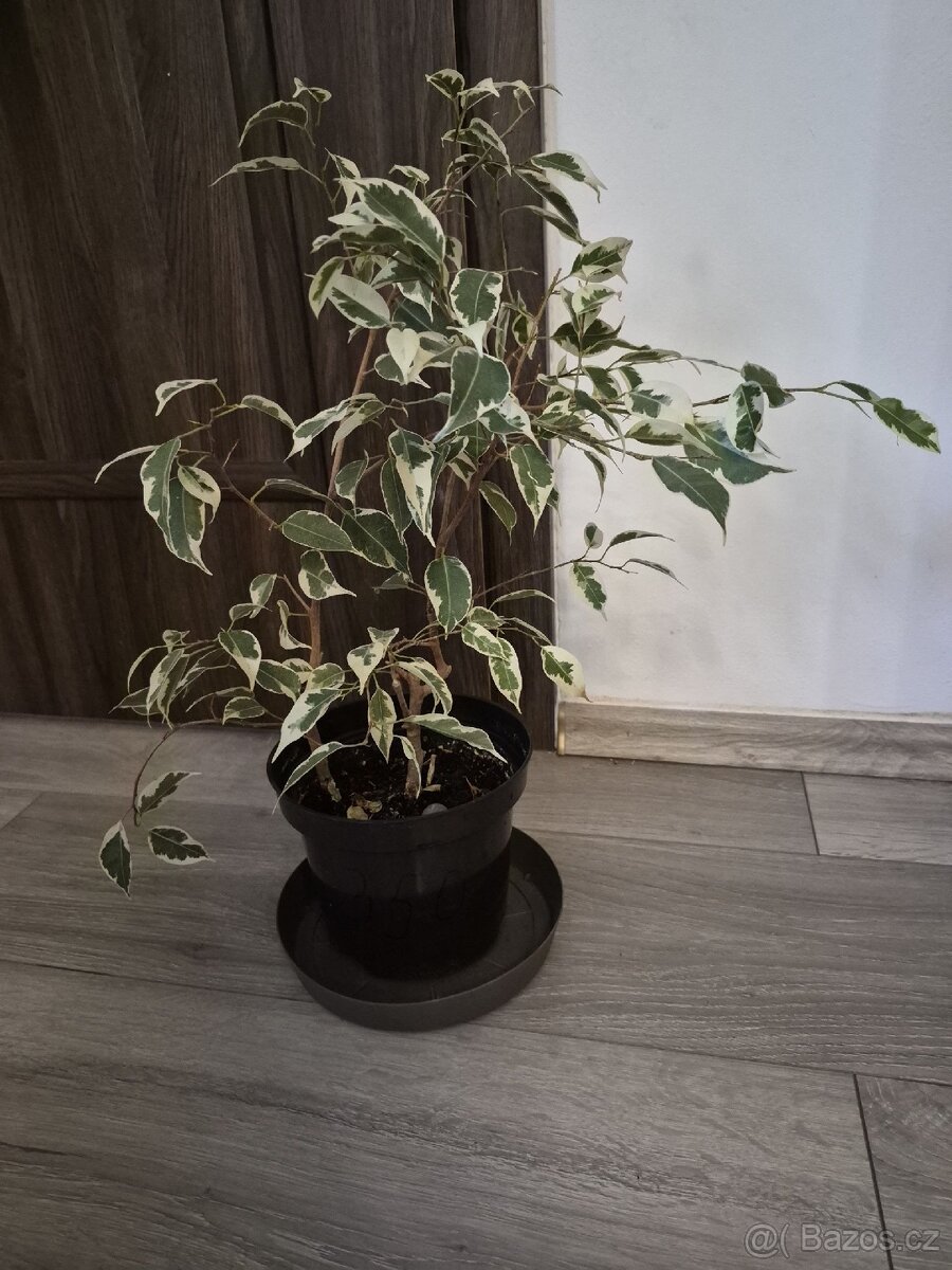 Fikus - 2