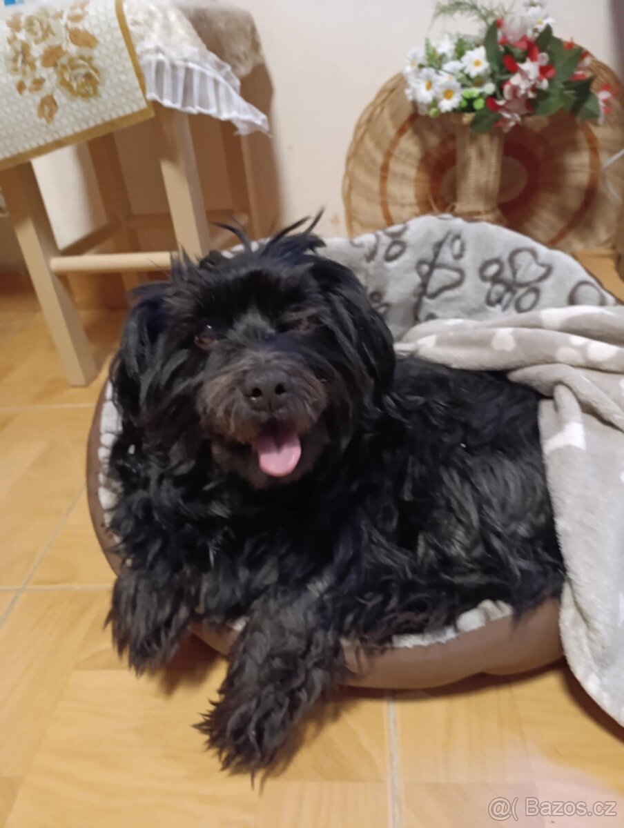 Havanský psík - 2