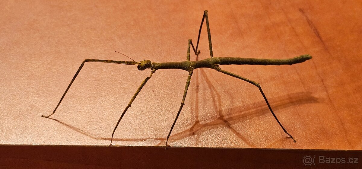 Rezervace - Strašilky - pakobylky rohaté - 2