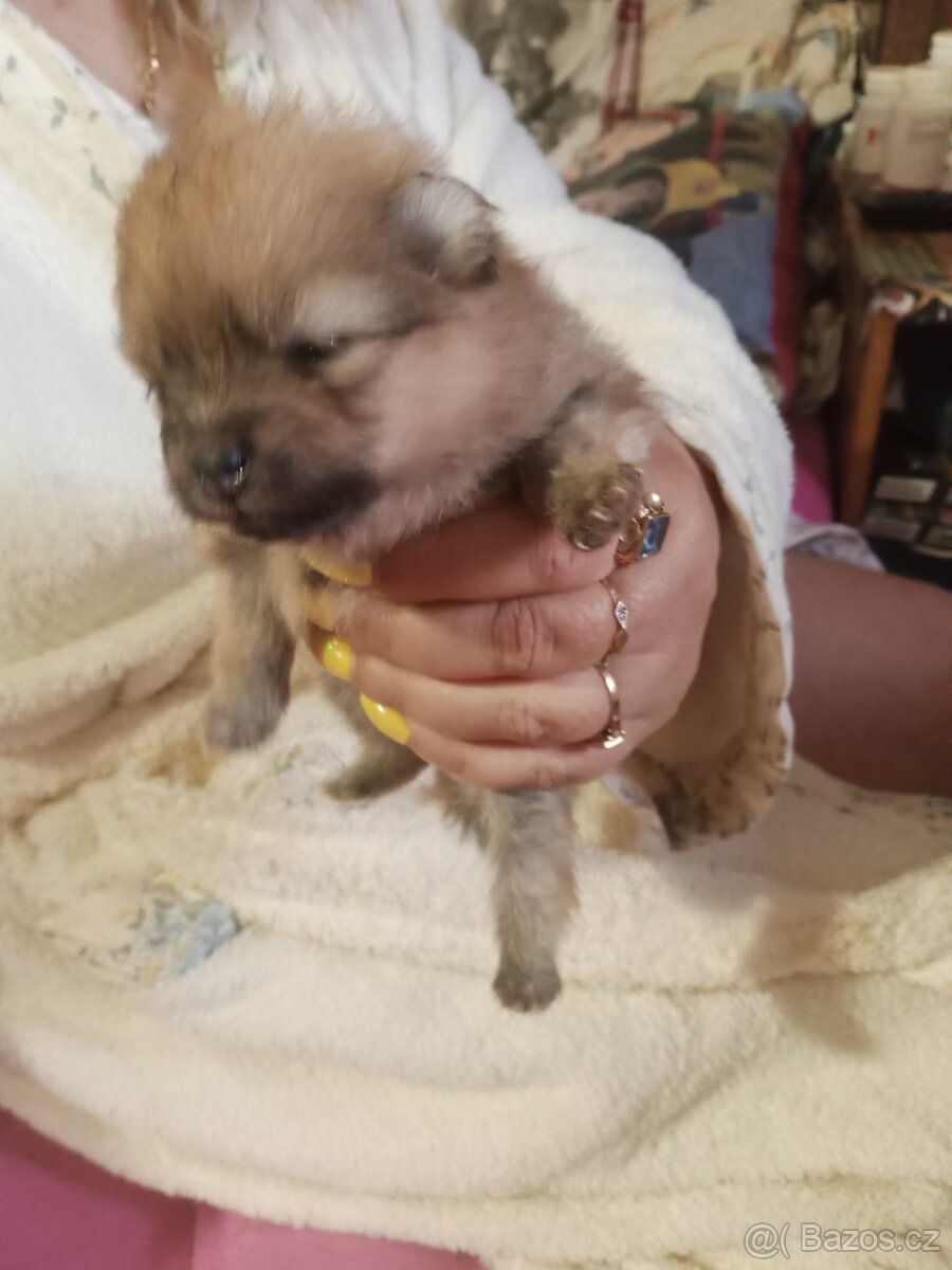 Pomeranian - 2