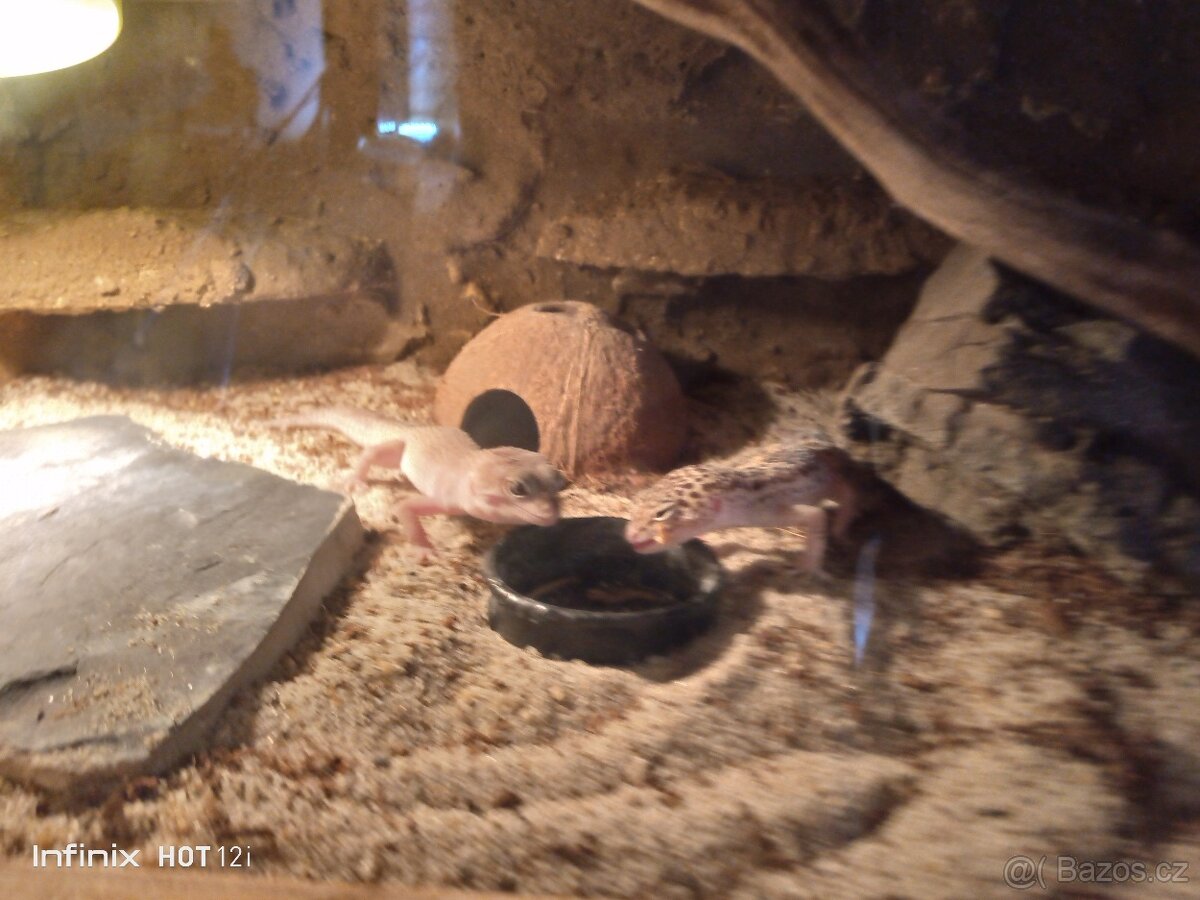 Gekončík noční - 2