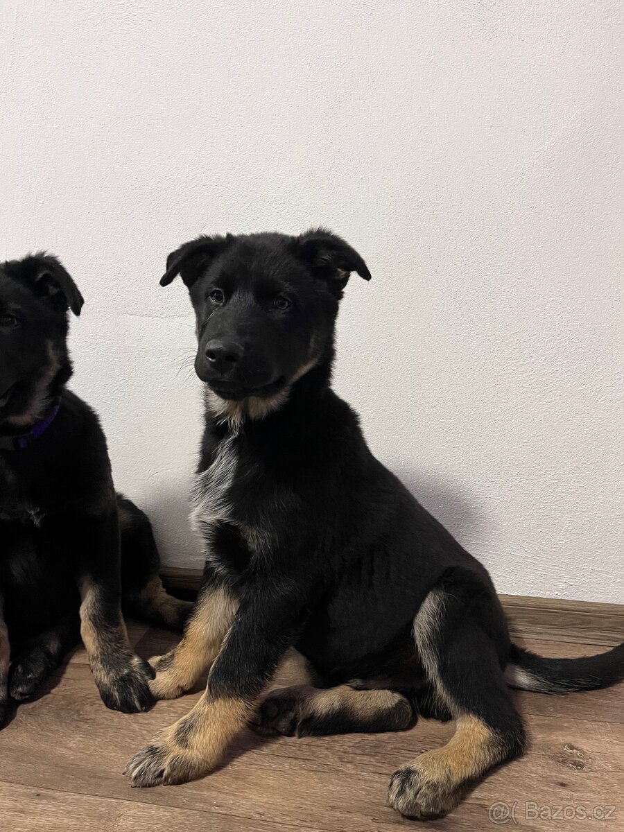 Štěňátko křížený husky a německý ovčák - 2