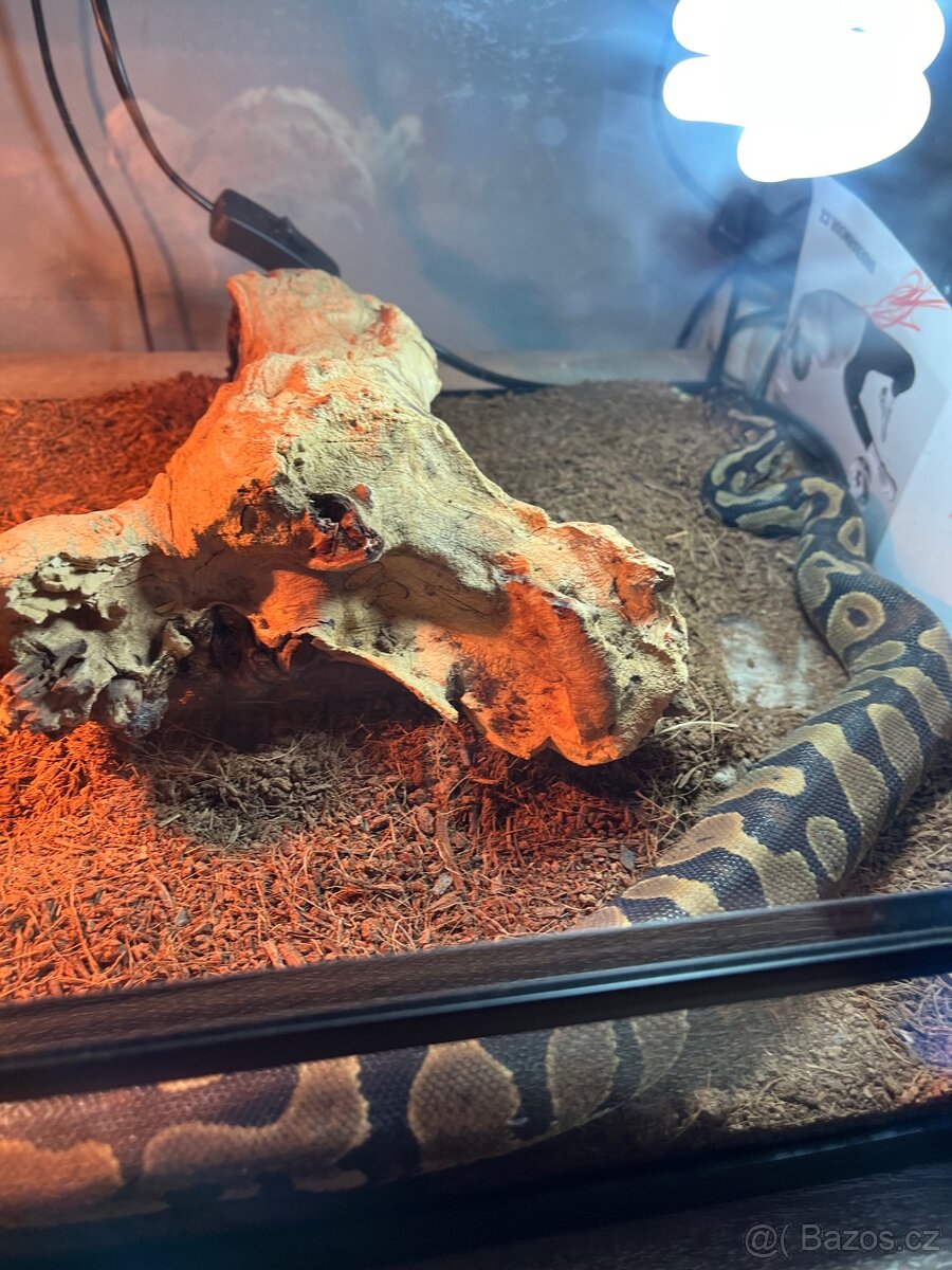 Krajta královská - 2