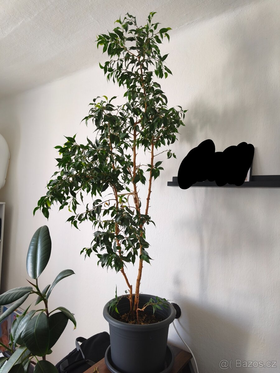 Fikus benjamin - 2