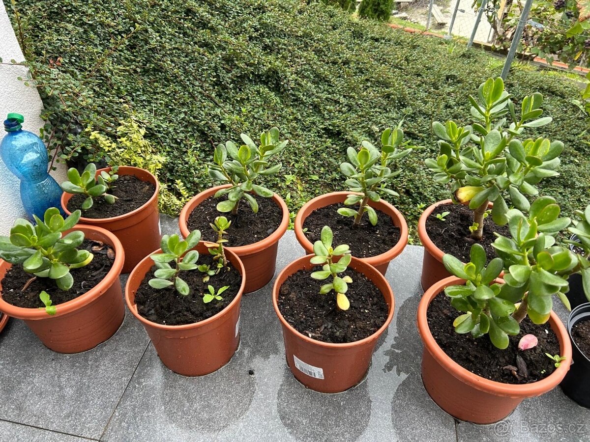 Tlustice vejčitá - 2