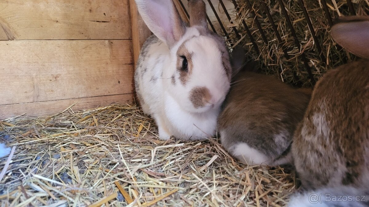 Samice vesnický mix - 2