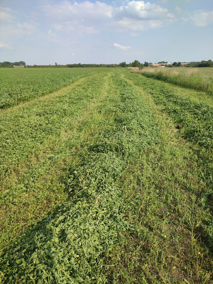 Vojtěška/Vojtěškové seno - 2