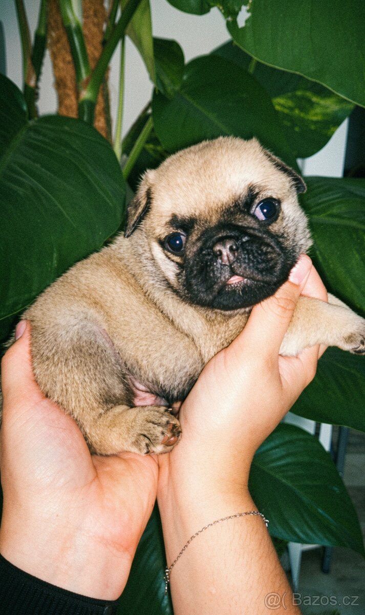 Mops - 2