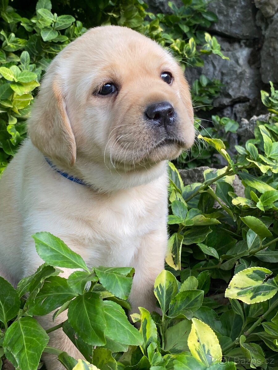 Labradorský retrívr s PP - 2