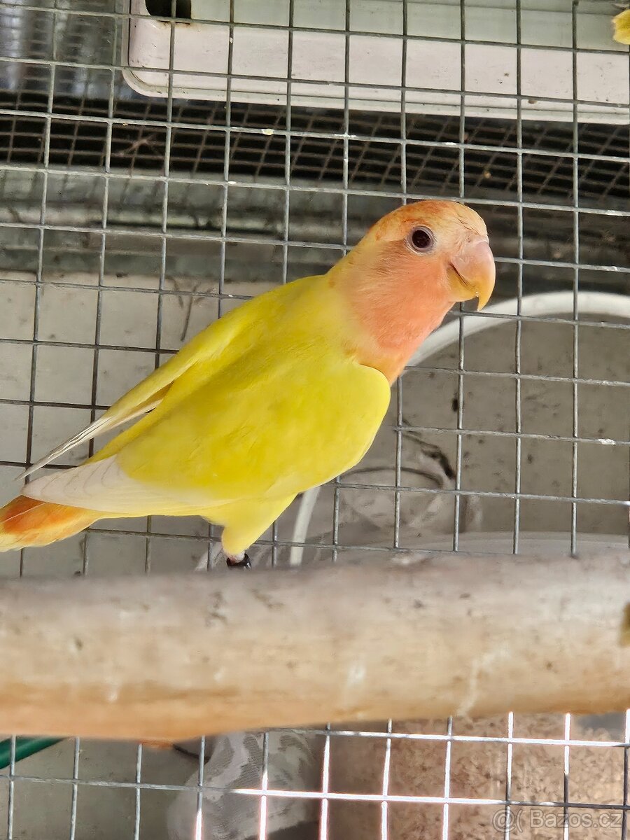 Agapornis - 2