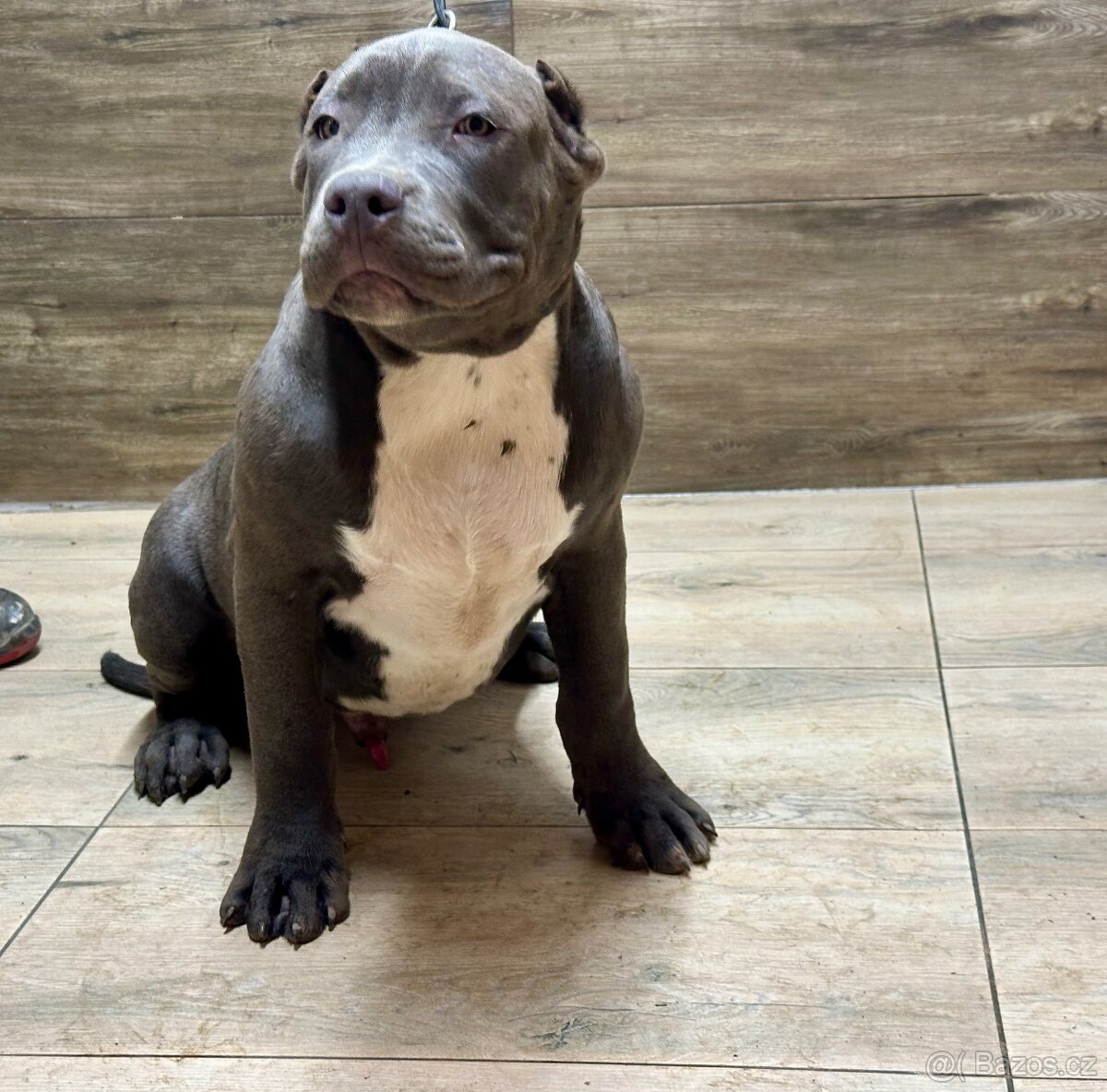 American bully XL - 2