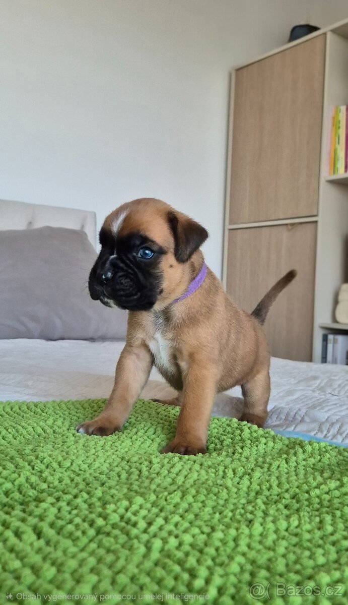NĚMECKÝ BOXER ŠTĚŇATA narozená 31.10.2025 - 2